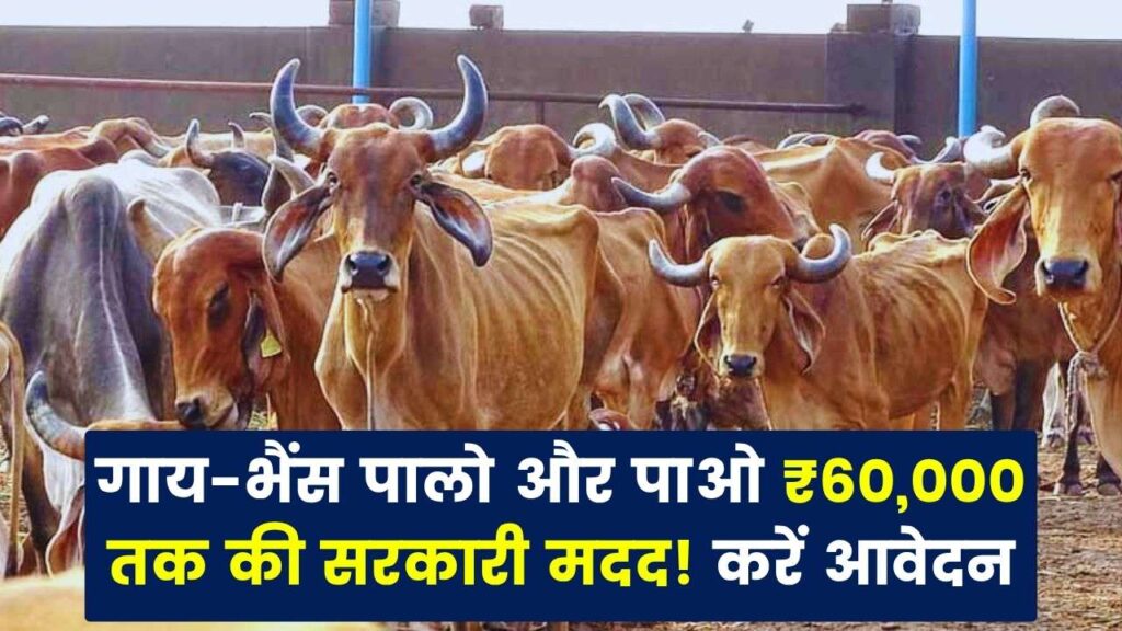 गाय-भैंस पालो और पाओ ₹60,000 तक की सरकारी मदद! 90% तक सब्सिडी का मिलेगा लाभ, जानें कैसे करें आवेदन 1 गाय-भैंस पालो और पाओ ₹60,000 तक की सरकारी मदद! 90% तक सब्सिडी का मिलेगा लाभ, जानें कैसे करें आवेदन